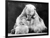 Polar Bear with Her Babies-null-Framed Photographic Print
