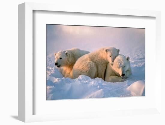 Polar Bear with Her Cubs-outdoorsman-Framed Photographic Print