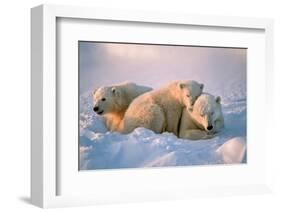 Polar Bear with Her Cubs-outdoorsman-Framed Photographic Print