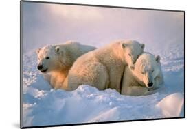 Polar Bear with Her Cubs-outdoorsman-Mounted Photographic Print