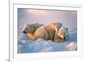 Polar Bear with Her Cubs-outdoorsman-Framed Photographic Print