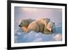 Polar Bear with Her Cubs-outdoorsman-Framed Photographic Print