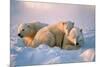 Polar Bear with Her Cubs-outdoorsman-Mounted Photographic Print