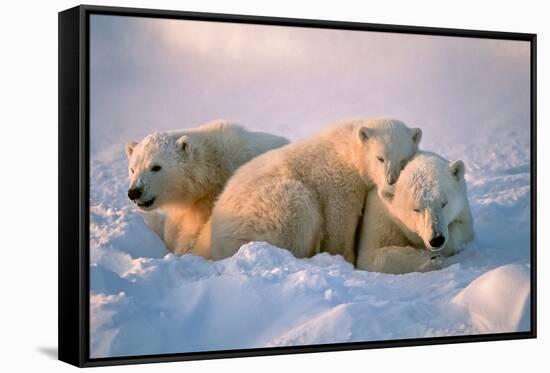 Polar Bear with Her Cubs-outdoorsman-Framed Stretched Canvas