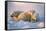 Polar Bear with Her Cubs-outdoorsman-Framed Stretched Canvas