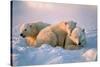 Polar Bear with Her Cubs-outdoorsman-Stretched Canvas