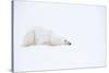 Polar bear with snow encrusted fur, sleeping in snow, Canada-Danny Green-Stretched Canvas