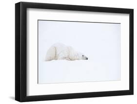 Polar bear with snow encrusted fur, sleeping in snow, Canada-Danny Green-Framed Photographic Print