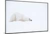 Polar bear with snow encrusted fur, sleeping in snow, Canada-Danny Green-Mounted Photographic Print