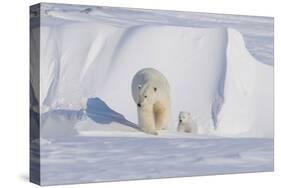 Polar Bear with Spring Cub, ANWR, Alaska, USA-Steve Kazlowski-Stretched Canvas