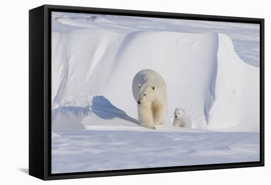 Polar Bear with Spring Cub, ANWR, Alaska, USA-Steve Kazlowski-Framed Stretched Canvas