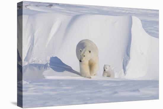 Polar Bear with Spring Cub, ANWR, Alaska, USA-Steve Kazlowski-Stretched Canvas