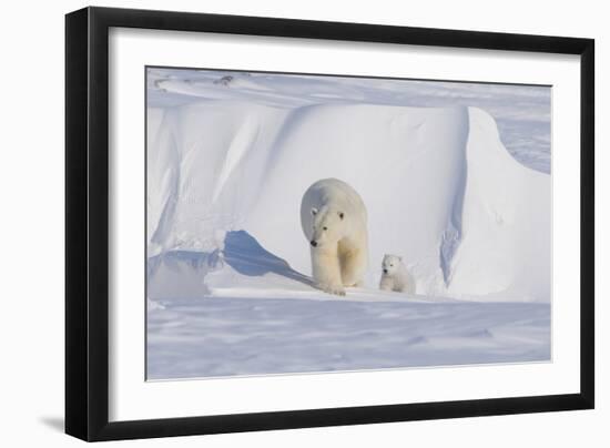 Polar Bear with Spring Cub, ANWR, Alaska, USA-Steve Kazlowski-Framed Photographic Print