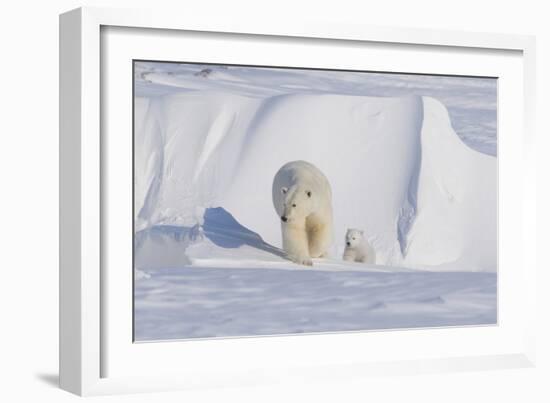 Polar Bear with Spring Cub, ANWR, Alaska, USA-Steve Kazlowski-Framed Photographic Print