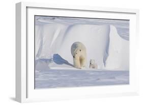 Polar Bear with Spring Cub, ANWR, Alaska, USA-Steve Kazlowski-Framed Photographic Print