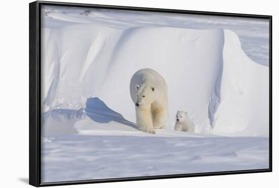 Polar Bear with Spring Cub, ANWR, Alaska, USA-Steve Kazlowski-Framed Photographic Print