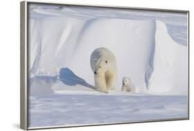 Polar Bear with Spring Cub, ANWR, Alaska, USA-Steve Kazlowski-Framed Photographic Print