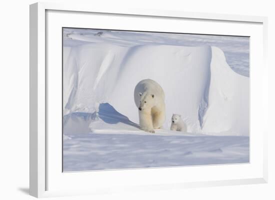 Polar Bear with Spring Cub, ANWR, Alaska, USA-Steve Kazlowski-Framed Photographic Print