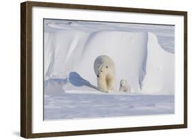 Polar Bear with Spring Cub, ANWR, Alaska, USA-Steve Kazlowski-Framed Photographic Print