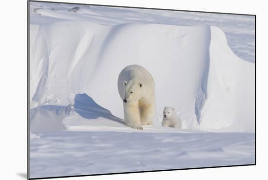 Polar Bear with Spring Cub, ANWR, Alaska, USA-Steve Kazlowski-Mounted Photographic Print