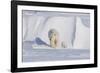 Polar Bear with Spring Cub, ANWR, Alaska, USA-Steve Kazlowski-Framed Photographic Print