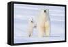 Polar Bear with Spring Cub, ANWR, Alaska, USA-Steve Kazlowski-Framed Stretched Canvas