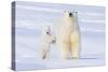 Polar Bear with Spring Cub, ANWR, Alaska, USA-Steve Kazlowski-Stretched Canvas