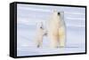 Polar Bear with Spring Cub, ANWR, Alaska, USA-Steve Kazlowski-Framed Stretched Canvas
