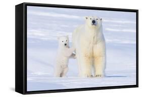 Polar Bear with Spring Cub, ANWR, Alaska, USA-Steve Kazlowski-Framed Stretched Canvas