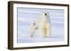 Polar Bear with Spring Cub, ANWR, Alaska, USA-Steve Kazlowski-Framed Photographic Print