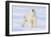 Polar Bear with Spring Cub, ANWR, Alaska, USA-Steve Kazlowski-Framed Photographic Print