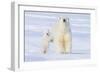 Polar Bear with Spring Cub, ANWR, Alaska, USA-Steve Kazlowski-Framed Photographic Print