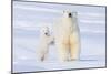 Polar Bear with Spring Cub, ANWR, Alaska, USA-Steve Kazlowski-Mounted Photographic Print