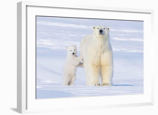 Polar Bear with Spring Cub, ANWR, Alaska, USA-Steve Kazlowski-Framed Photographic Print