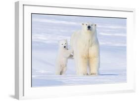 Polar Bear with Spring Cub, ANWR, Alaska, USA-Steve Kazlowski-Framed Photographic Print