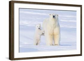 Polar Bear with Spring Cub, ANWR, Alaska, USA-Steve Kazlowski-Framed Photographic Print