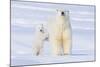 Polar Bear with Spring Cub, ANWR, Alaska, USA-Steve Kazlowski-Mounted Photographic Print