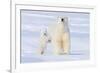 Polar Bear with Spring Cub, ANWR, Alaska, USA-Steve Kazlowski-Framed Photographic Print