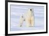 Polar Bear with Spring Cub, ANWR, Alaska, USA-Steve Kazlowski-Framed Photographic Print