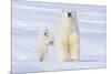 Polar Bear with Spring Cub, ANWR, Alaska, USA-Steve Kazlowski-Mounted Photographic Print