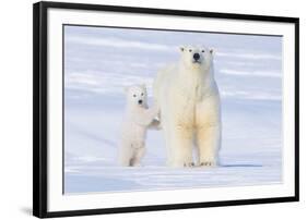 Polar Bear with Spring Cub, ANWR, Alaska, USA-Steve Kazlowski-Framed Photographic Print