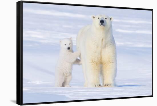 Polar Bear with Spring Cub, ANWR, Alaska, USA-Steve Kazlowski-Framed Stretched Canvas