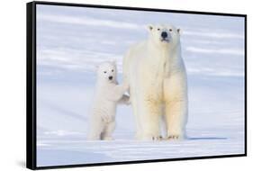 Polar Bear with Spring Cub, ANWR, Alaska, USA-Steve Kazlowski-Framed Stretched Canvas