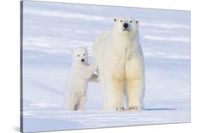 Polar Bear with Spring Cub, ANWR, Alaska, USA-Steve Kazlowski-Stretched Canvas