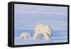 Polar Bear with Spring Cub, ANWR, Alaska, USA-Steve Kazlowski-Framed Stretched Canvas