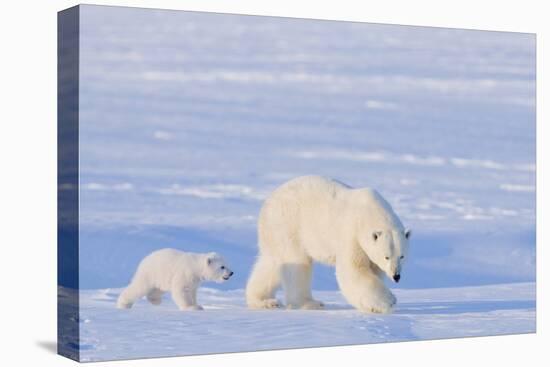 Polar Bear with Spring Cub, ANWR, Alaska, USA-Steve Kazlowski-Stretched Canvas