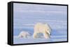 Polar Bear with Spring Cub, ANWR, Alaska, USA-Steve Kazlowski-Framed Stretched Canvas