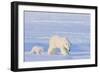 Polar Bear with Spring Cub, ANWR, Alaska, USA-Steve Kazlowski-Framed Photographic Print