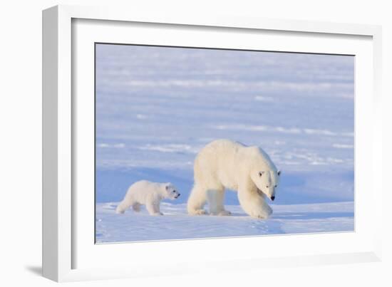 Polar Bear with Spring Cub, ANWR, Alaska, USA-Steve Kazlowski-Framed Photographic Print