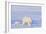 Polar Bear with Spring Cub, ANWR, Alaska, USA-Steve Kazlowski-Framed Photographic Print